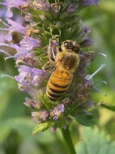 Image shows bee gathering pollen from a flower.