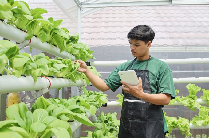 Young Male Farmer Checking Hydroponics Vegetable