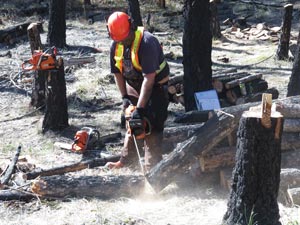 Image shows man in high-visibility vest and hard hat cutting a tree trunk with a chainsaw