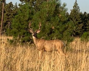 Image shows a deer in tall grass with a tree behind him.