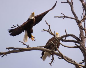 Image shows two eagles in a tree
