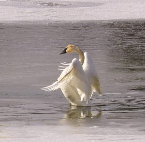 Image shows swan landing in a body of water.