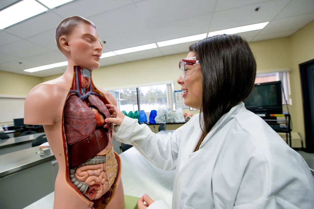Student studying organs of the body using a manikin.