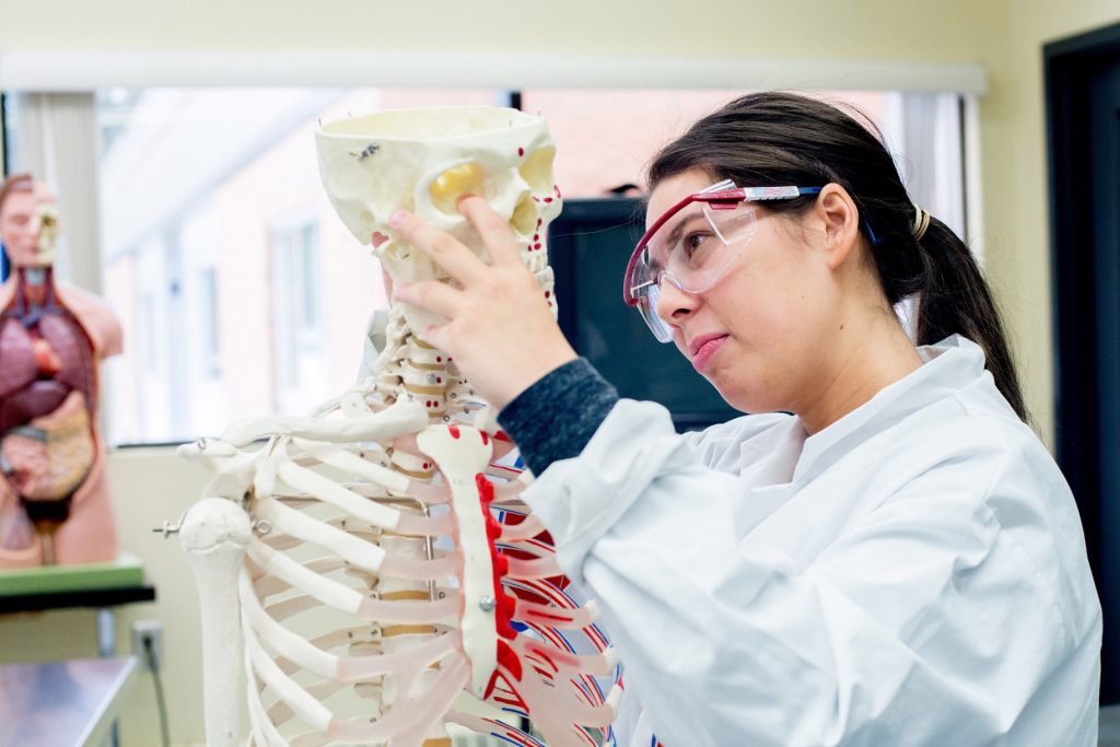 Science student studying plastic skeleton