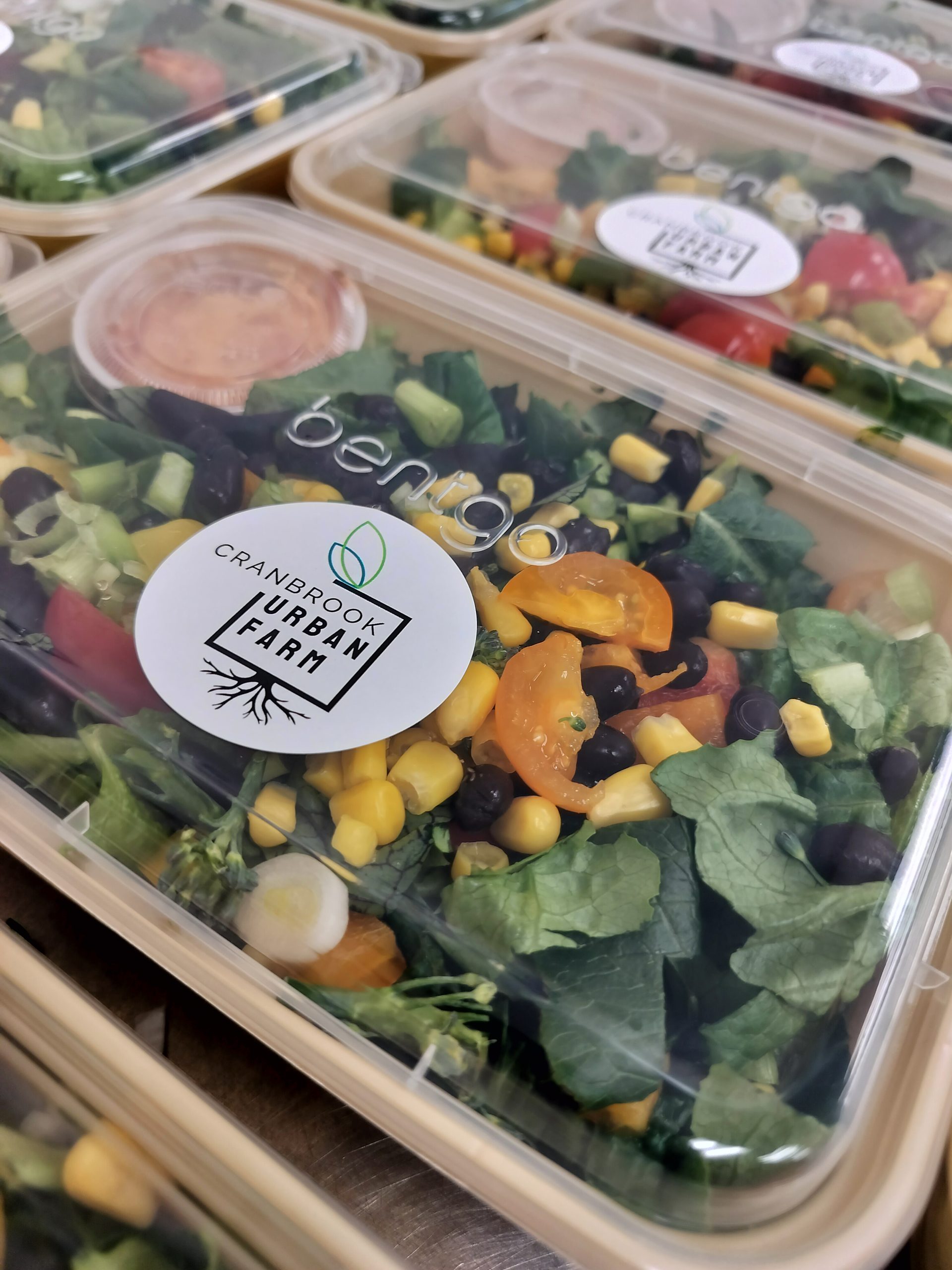 Image shows freshly made salads packaged in to-go containers