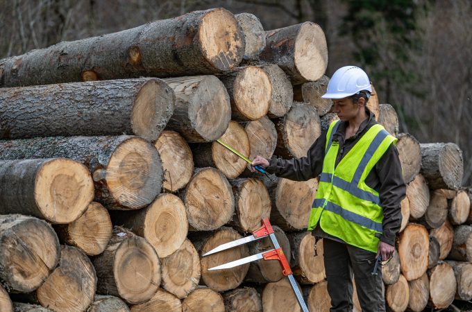 Scaler measuring logs in log yard.