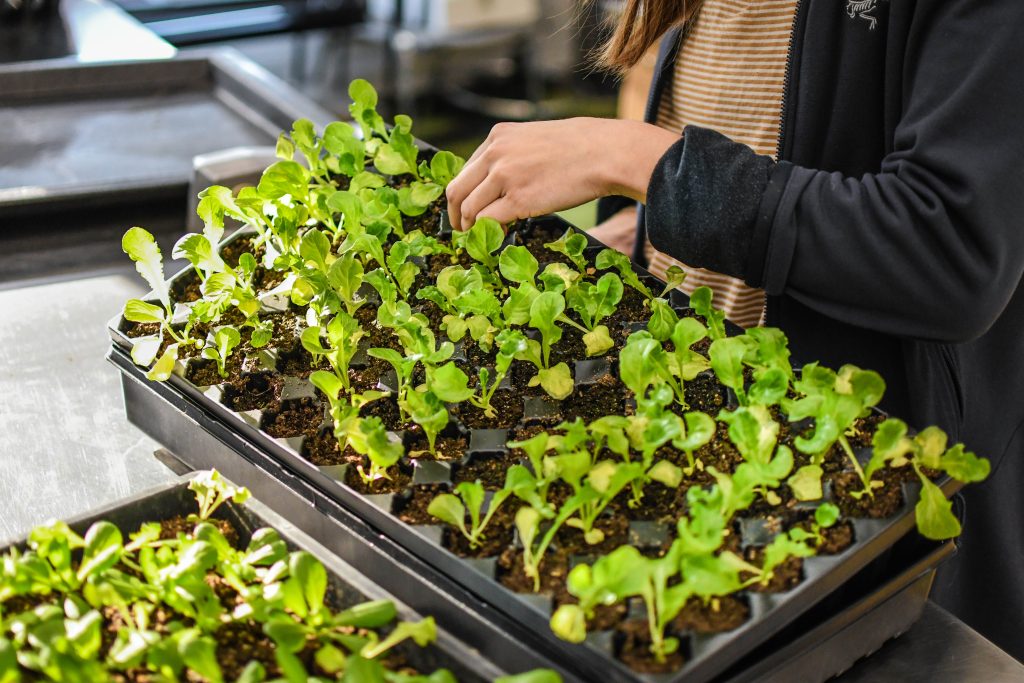 A basket of sprouting plants.