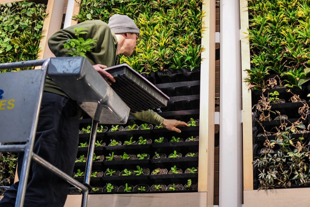 A student checking plants on the Living Wall.