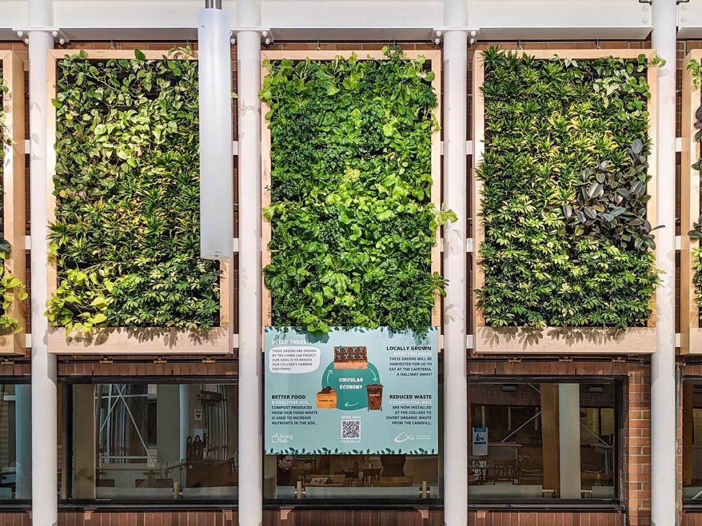 Plants growing on a living wall.