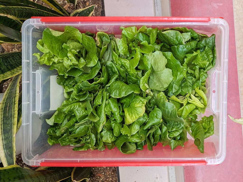 A bin of lettuce.