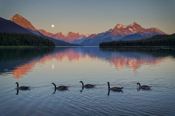 Image shows five ducks floating on a lake during sunset, with mountains and the moon in the background.
