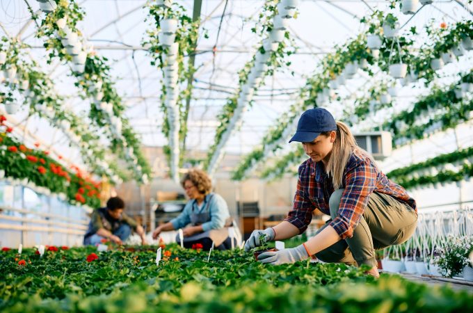 Female worker taking care of potted seedlings while working in a greenhouse.